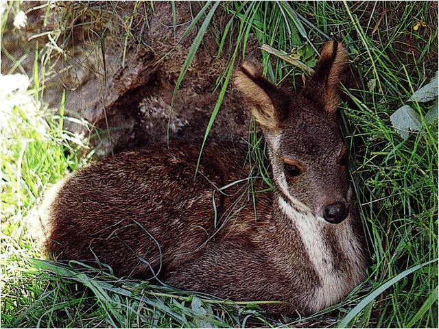 孟秀祥研究的國家一級保護動物——馬麝