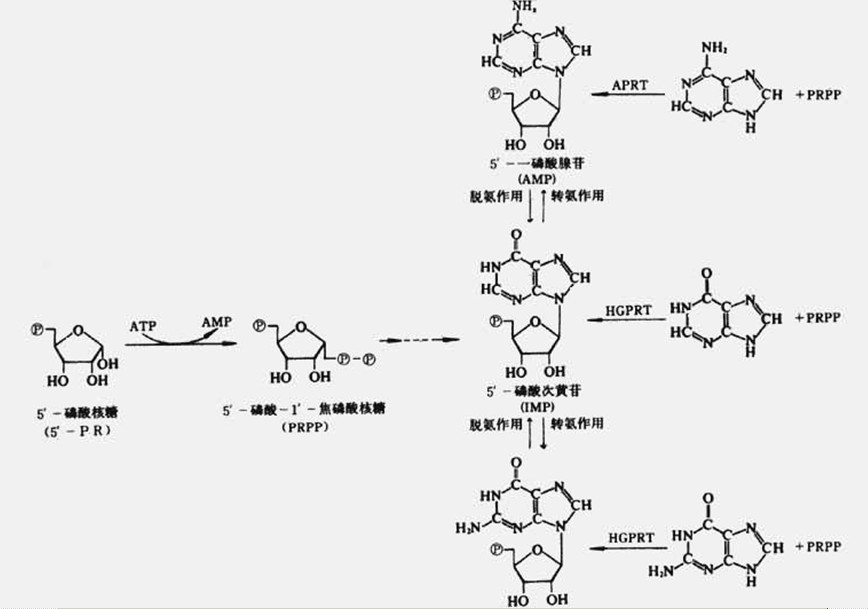 嘌呤核苷酸合成途徑