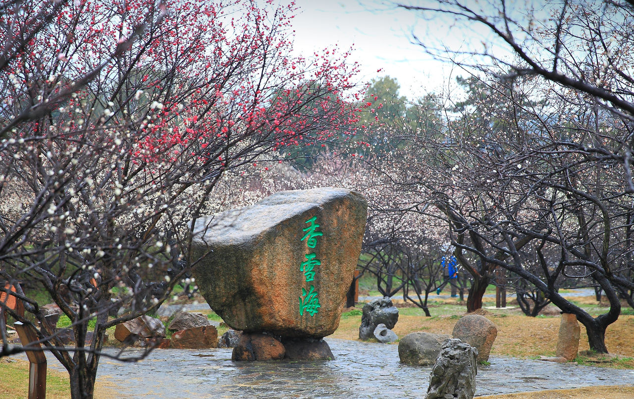 鄧尉香雪海