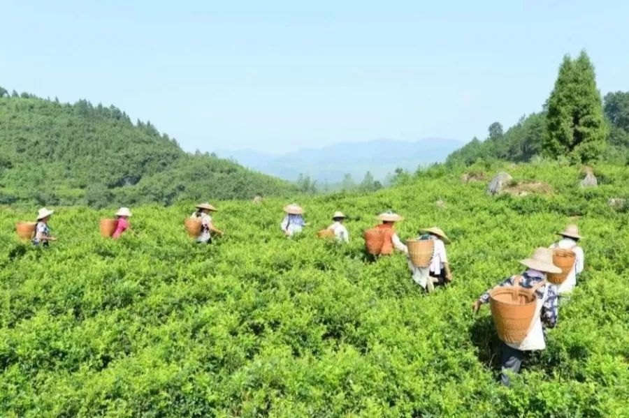 永順莓茶