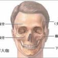顴骨顴弓整形