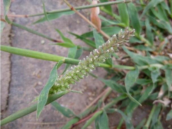 虱子草(虱子草)