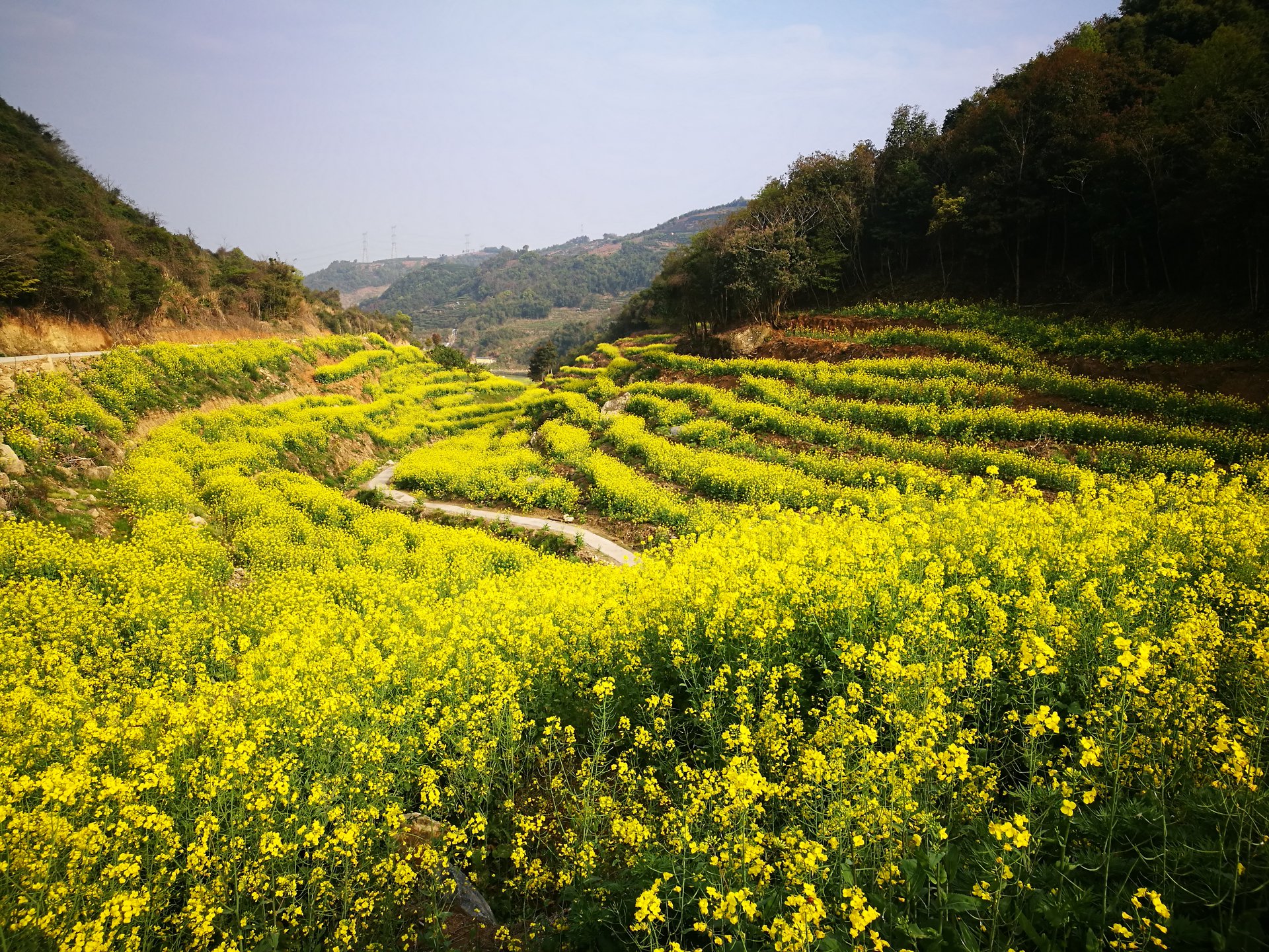 金山農耕文化園油菜花海