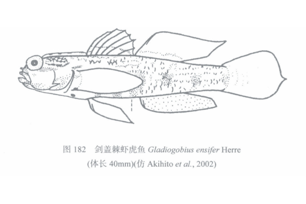 劍蓋棘蝦虎魚