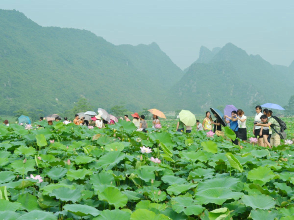 坡造荷花基地