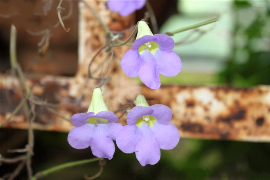 疏花報春苣苔