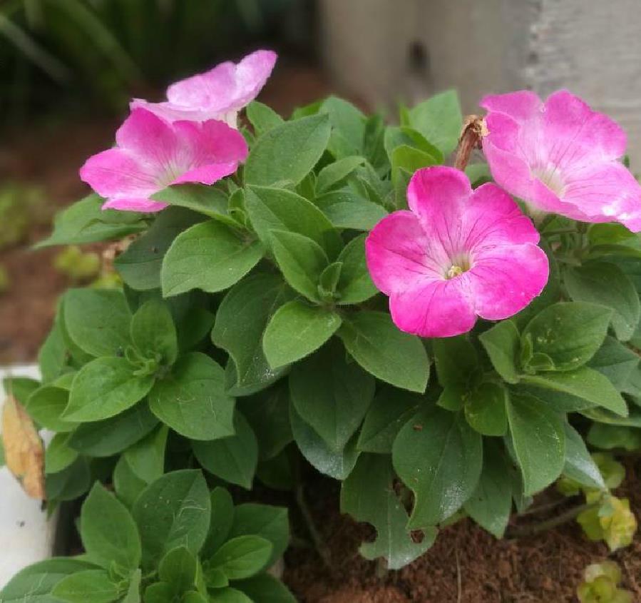 碧冬茄屬(茄類植物)