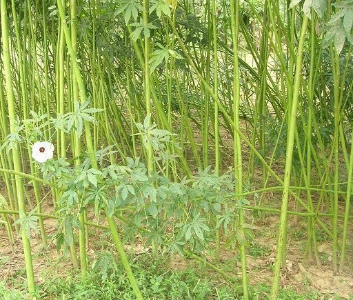 槿麻(黃紅麻)