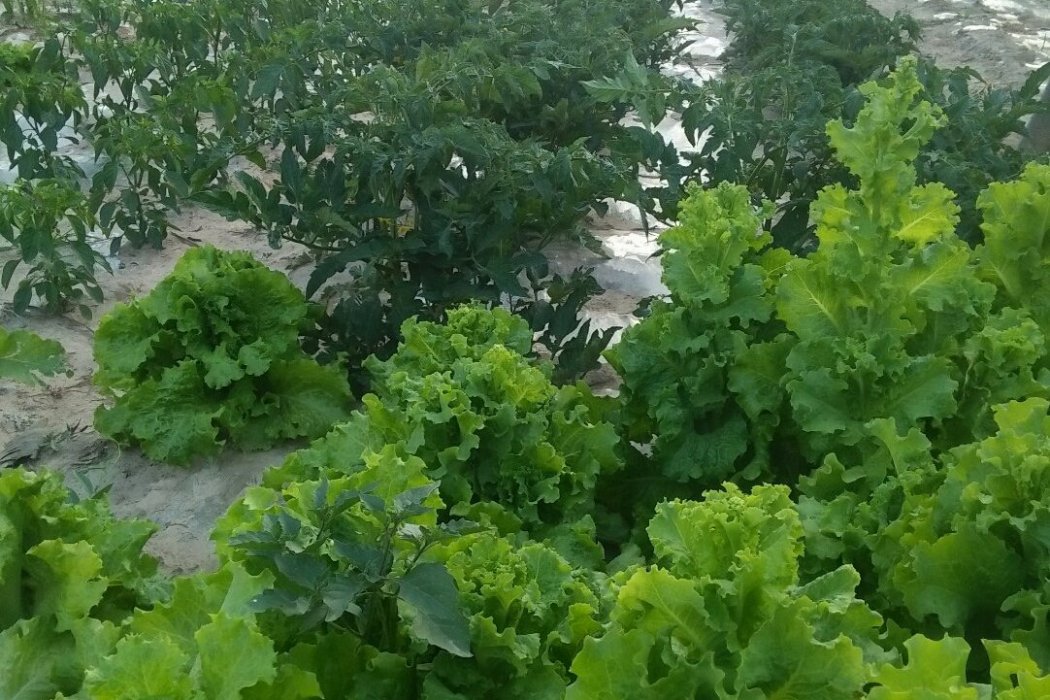 平涼市靜寧縣現代農業產業園