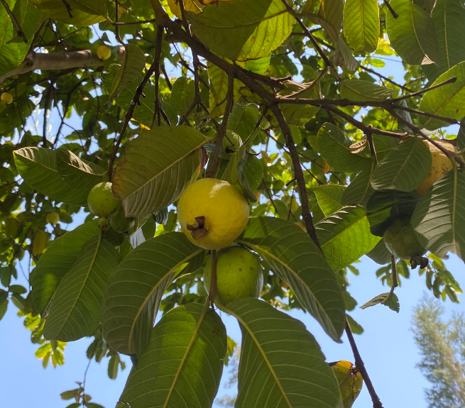 番石榴(桃金孃科番石榴屬的一種植物)