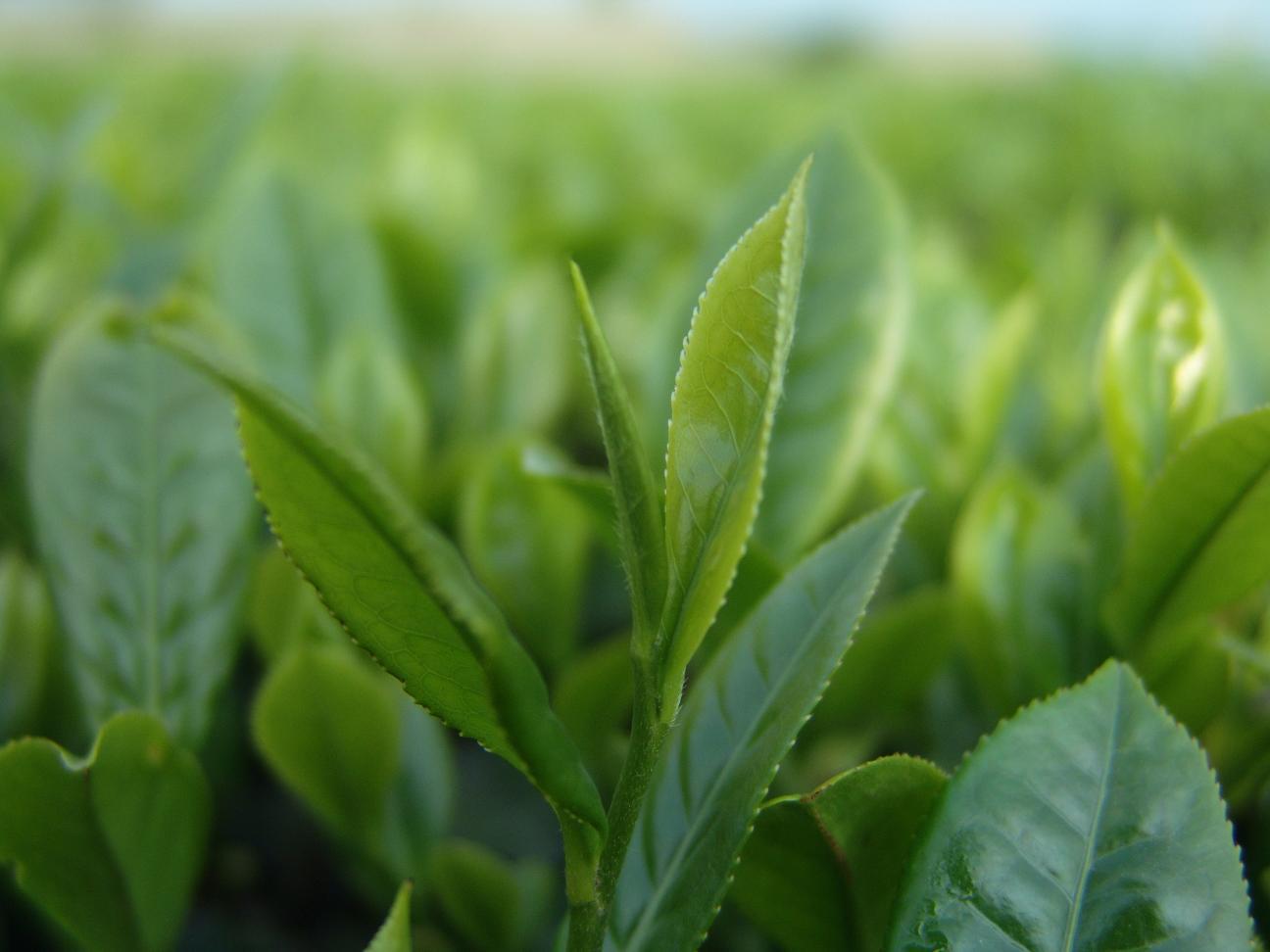 茶氨酸