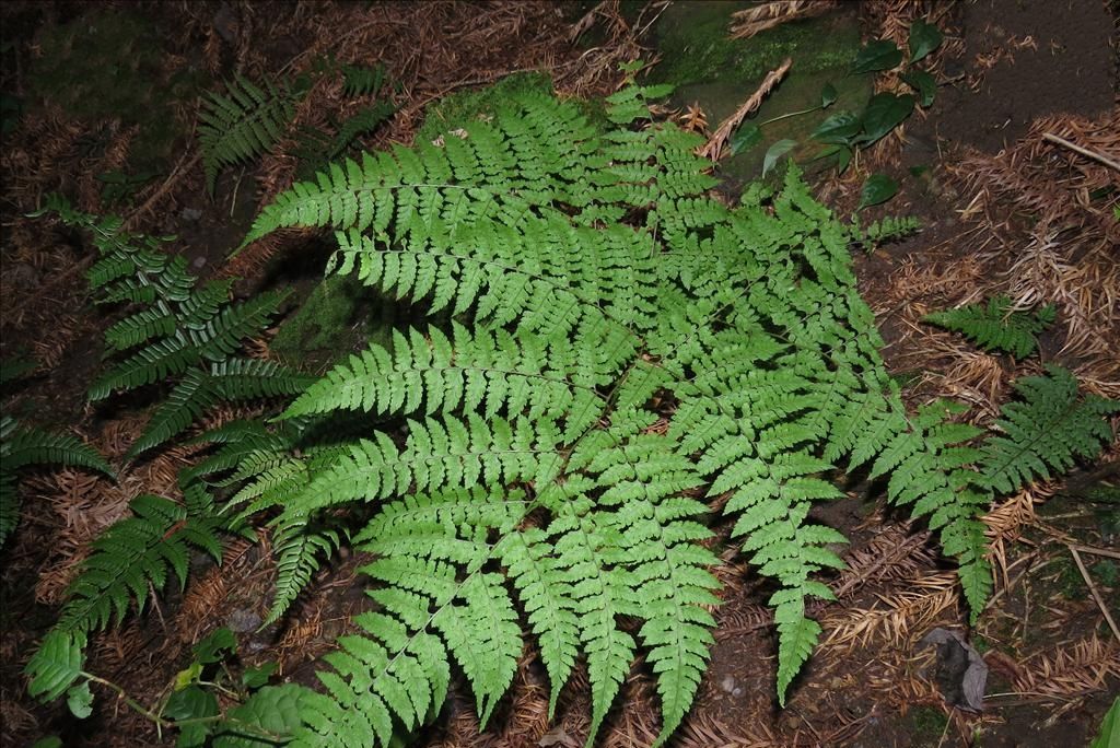 四回毛枝蕨(鱗毛蕨科毛枝蕨屬植物)