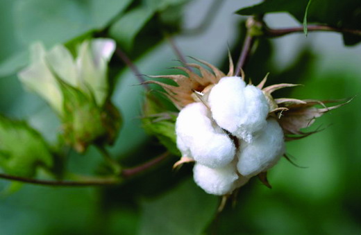 霑化區經濟農作物—棉花