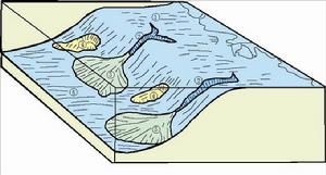 海底扇及其沉積模式