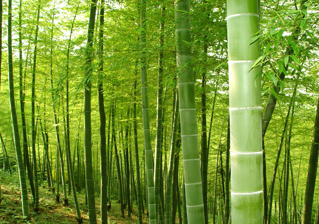 虎爪山國家森林公園