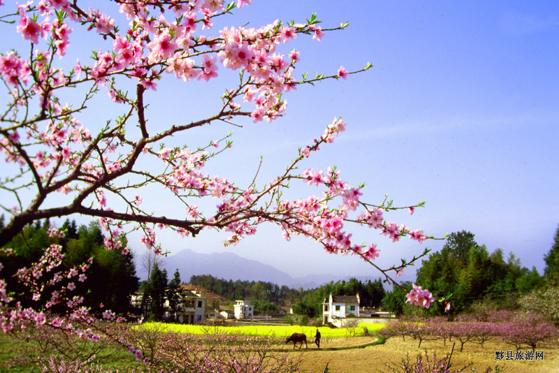 桃花節