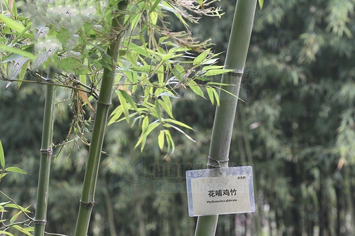 黃山庫-花哺雞竹