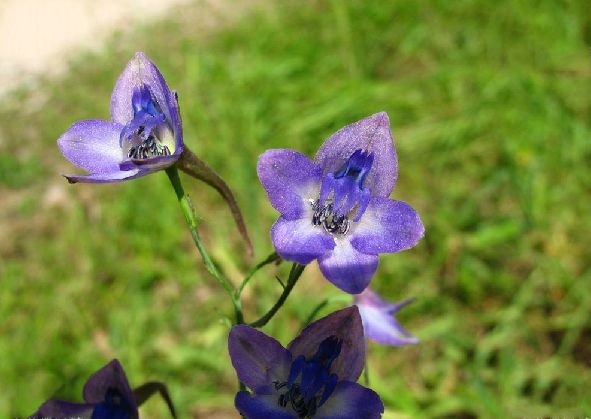 秦嶺翠雀花