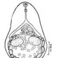 巨卵馬蹄吸蟲