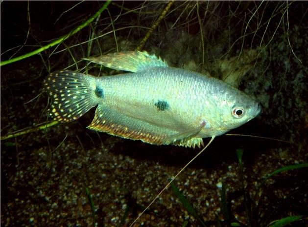 藍星魚(絲鰭毛腹魚)