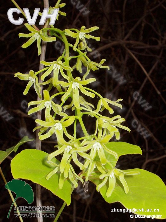 苦檀子(植物)