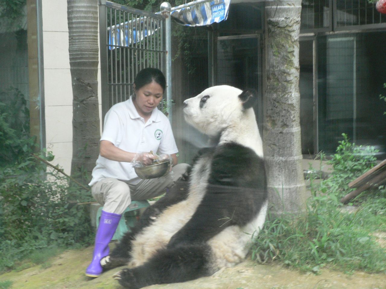 年邁的巴斯在飼養員的精心照顧下進食