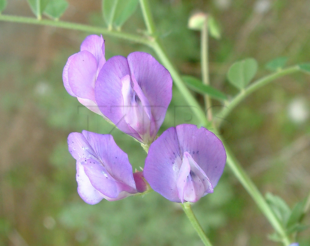 野豌豆