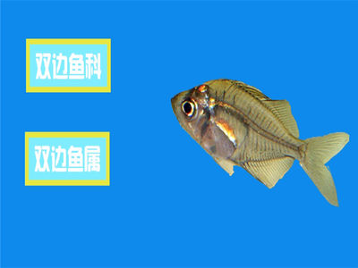 古氏雙邊魚