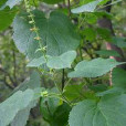 黃花香茶菜(中藥材)