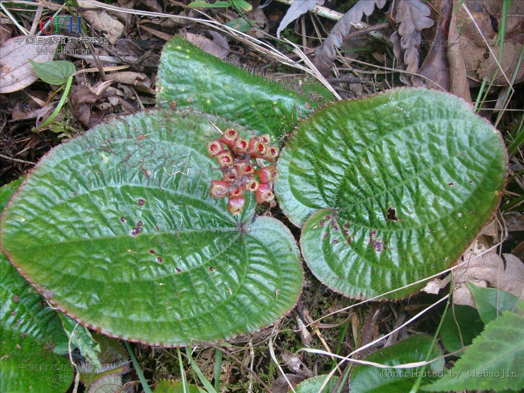 短毛熊巴掌(植物)