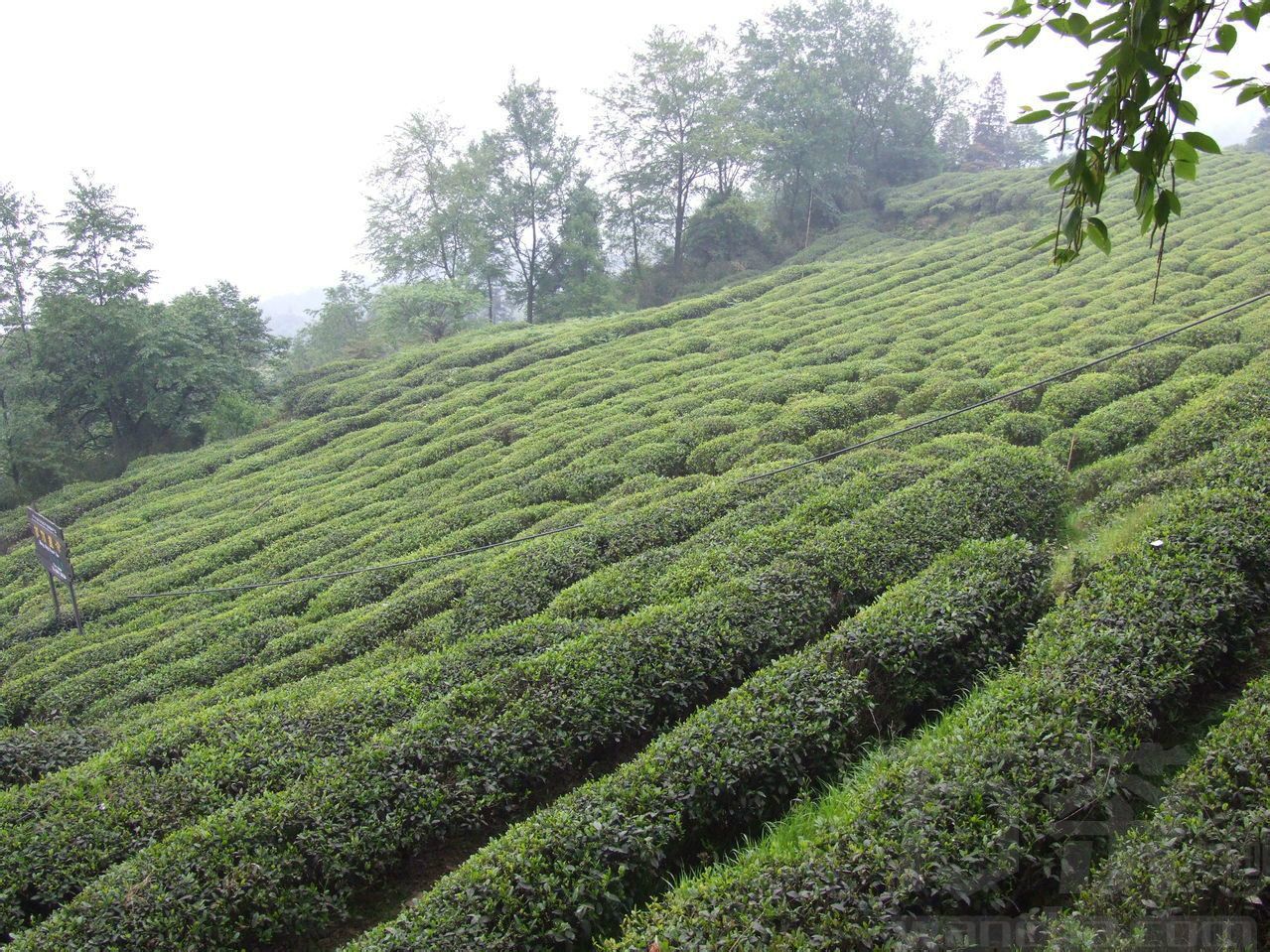 天山綠茶