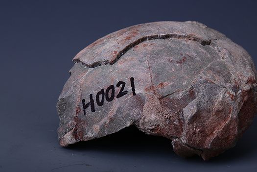白堊紀恐龍蛋化石(茂名市博物館藏品之二十)