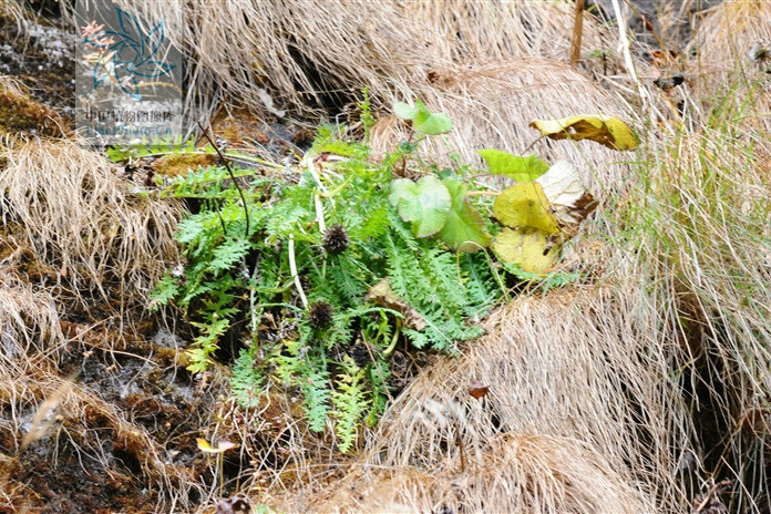 鞘基風毛菊