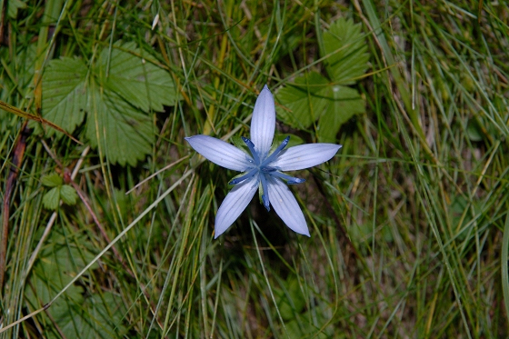 短藥肋柱花