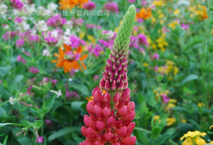 小花密花豆