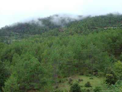 桌布村生態山林