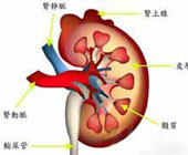 微小病變性腎病