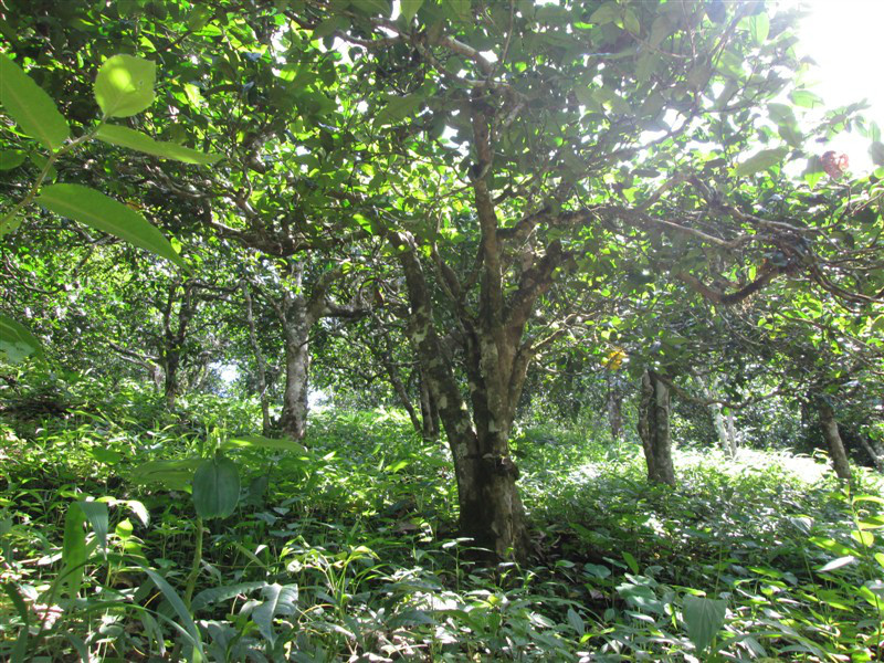 南糯山古樹茶