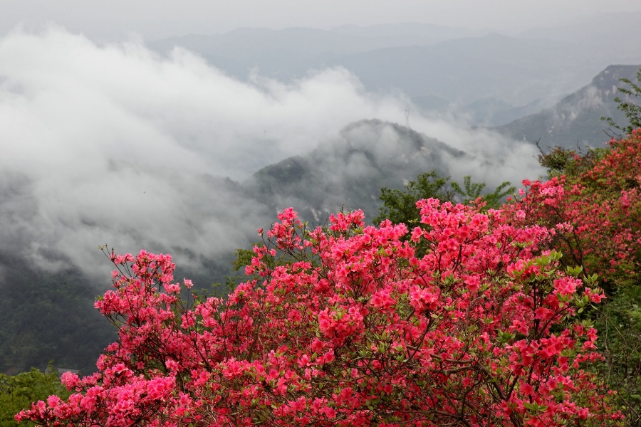 杜鵑花