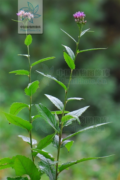 山地風毛菊