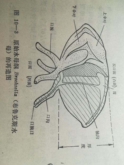 原水母綱