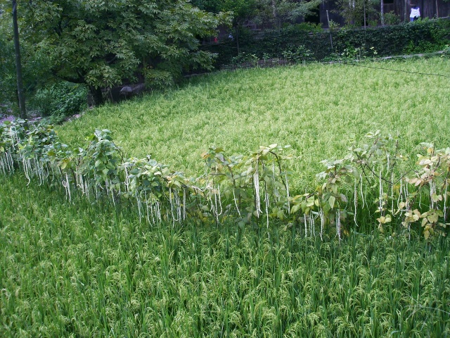 上雲橋鎮