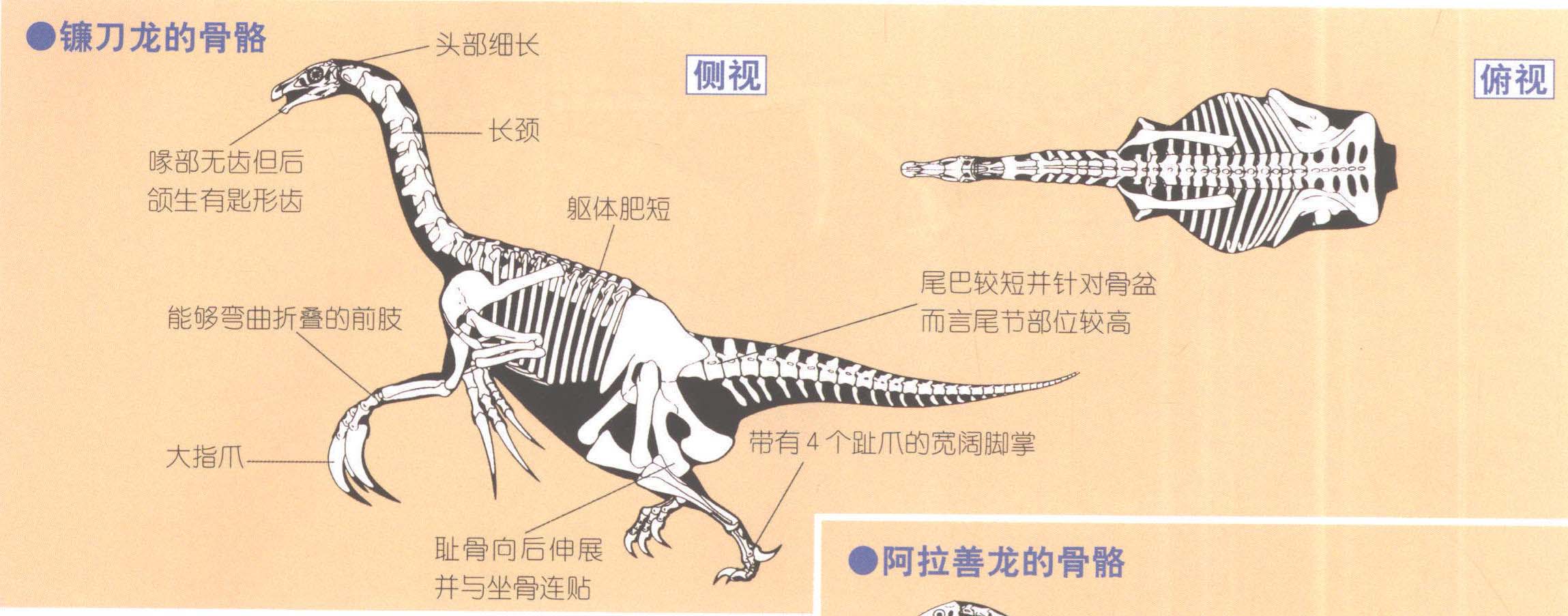 鐮刀龍的骨骼