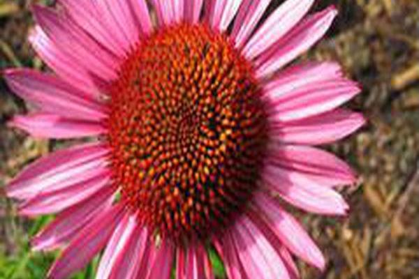 Echinacea purpurea \x27Vintage Wine\x27