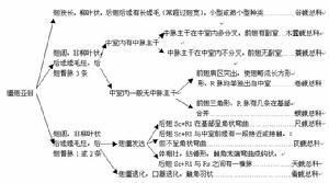 鱗翅目成蟲