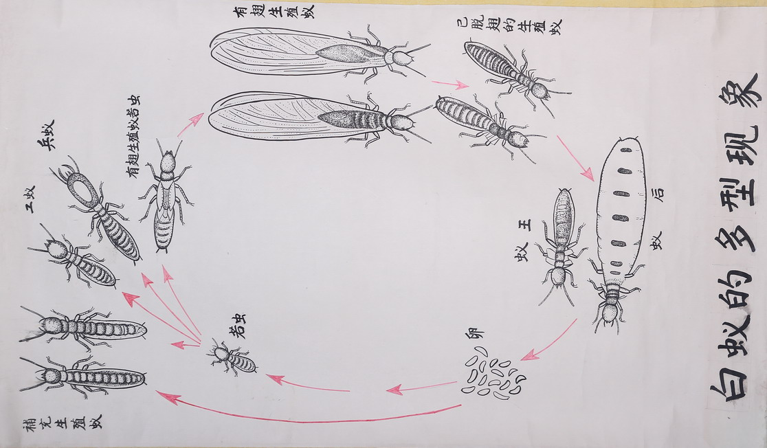 多型現象