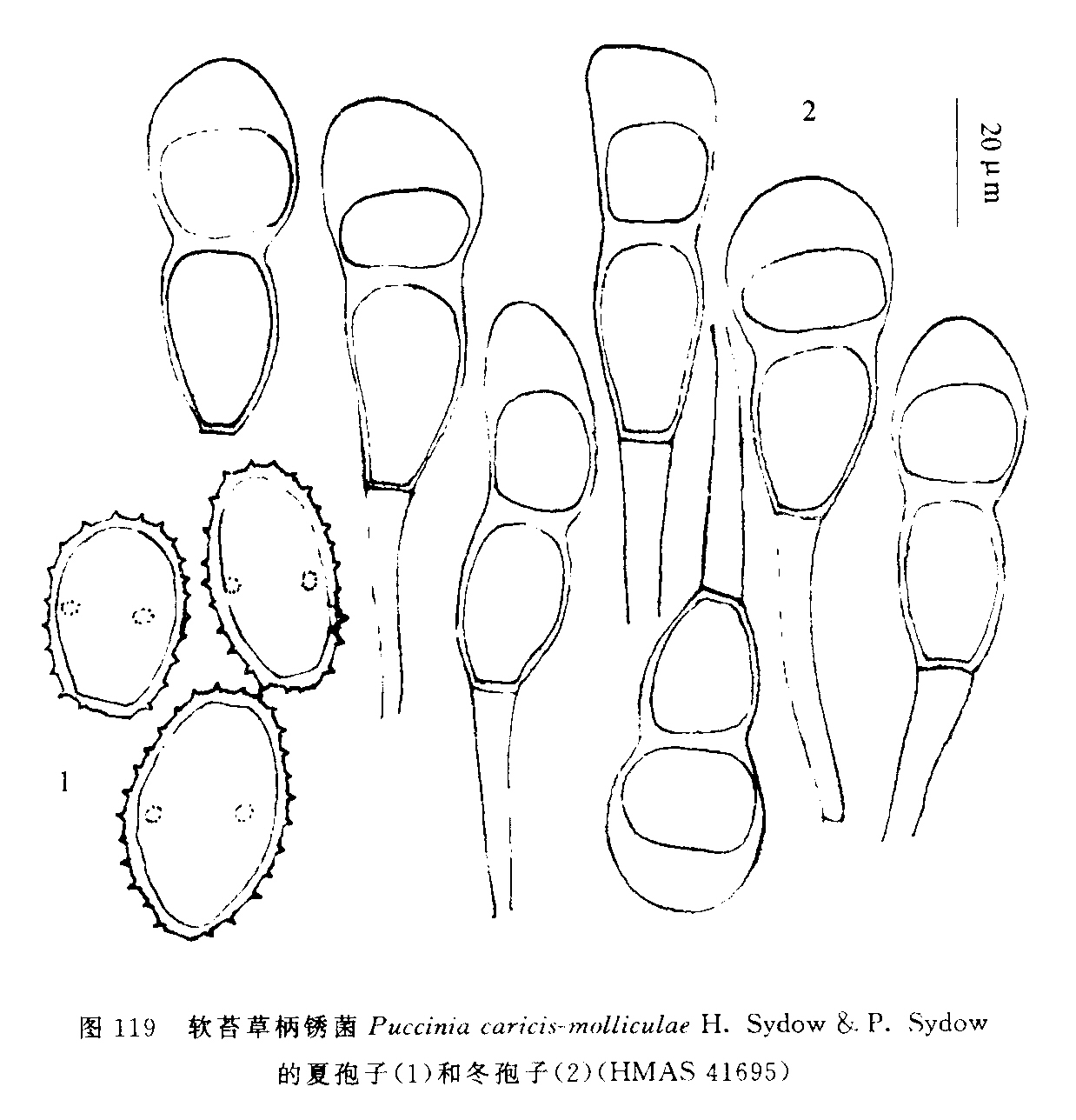 軟苔草柄鏽菌