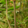 黔竹(釣魚竹)