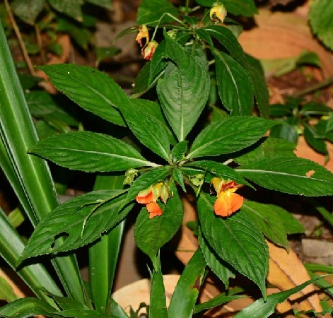 山地鳳仙花