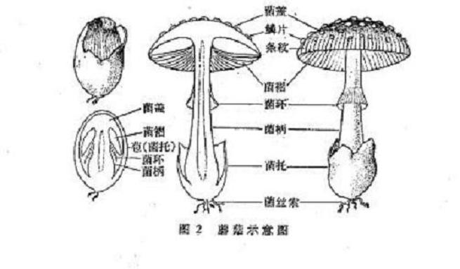 粘蓋草菇